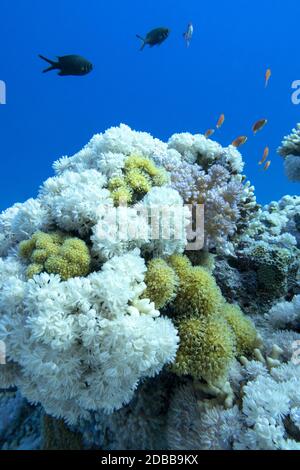 Colorata barriera corallina ai piedi del mare tropicale, bianco polyp coral pulsante, paesaggio sottomarino Foto Stock