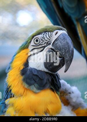 Ritratto, un primo piano di un macaw nel molt. Foto Stock