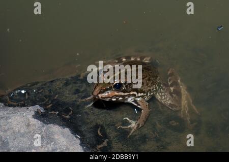 Rana di Perez Pelophylax perezi in uno stagno. Il Parco Rurale di Nublo. Tejeda. Gran Canaria. Isole Canarie. Spagna. Foto Stock