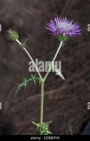 Germoglio e testa di fiore di tistola di latte viola Galactites tomentosa. Pajonales. Riserva naturale integrale di Inagua. Tejeda. Gran Canaria. Isole Canarie. S Foto Stock