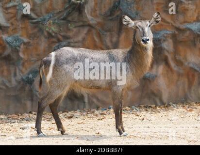 waterbuck femminile in piedi da solo nello zoo Foto Stock