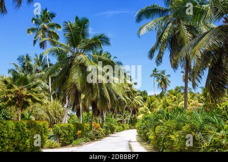 Palms Seychelles la Digue percorso vacanze paradiso immagine simbolica vacanza palme Foto Stock