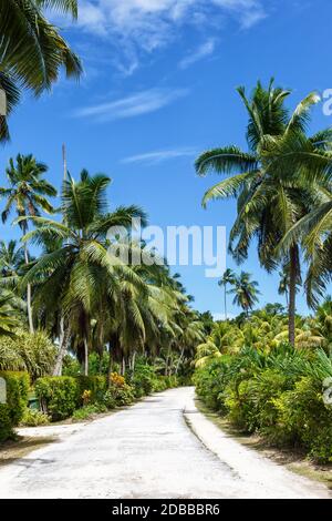 Palms Seychelles la Digue percorso vacanze paradiso ritratto formato immagine simbolica Palm relax Foto Stock