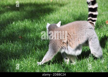 Lemur che cammina attraverso l'erba in una giornata di sole. Colori della natura Foto Stock