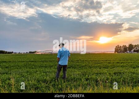 USA, Idaho, Bellevue, uomo in campo al tramonto Foto Stock