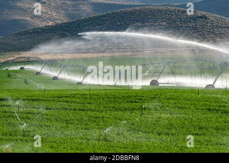 USA, Idaho, Bellevue, sistema di irrigazione a perno centrale che spruzzano acqua nel campo Foto Stock