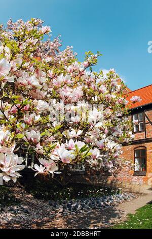 Magnolias fiorito (Magnolia, magnoliaceae) in un giardino con casa a graticcio e sotto un bel cielo blu. Germania Foto Stock