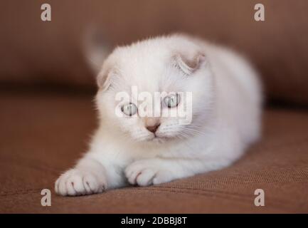 Primo piano di un gattino carino seduto e sorridente a letto. Razza scozzese del gatto. Foto Stock