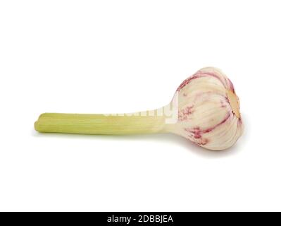giovane radice d'aglio isolata su fondo bianco, fragrante spezia, primo piano Foto Stock