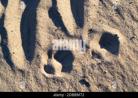 Due footprint di uno sfondo di texture lupo. Foto Stock