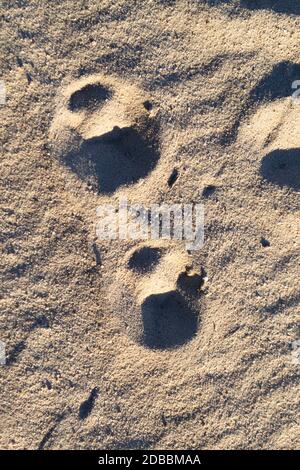 Due impronte di uno sfondo con texture lupo. Vista dall'alto. Verticale Foto Stock
