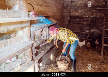 Ampio colpo di donna famer nel henhouse raccogliendo uova biologiche Foto Stock