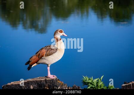 vista panoramica di un'oca egiziana sorge accanto ad un lago Foto Stock