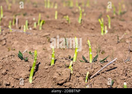 giovani germogli di asparagi freschi che si rompono nel terreno un campo Foto Stock