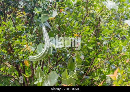 L'amaro cetriolo asiatico di melone è appeso sull'albero nei Giardini Botanici di Perdana a Kuala Lumpur, Malesia. Foto Stock