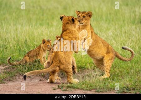 Due cuccioli di leone giocano combattendo accanto agli altri Foto Stock