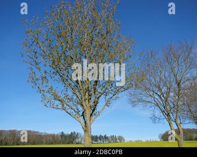 Il tempo primaverile in tedesco muensterland Foto Stock