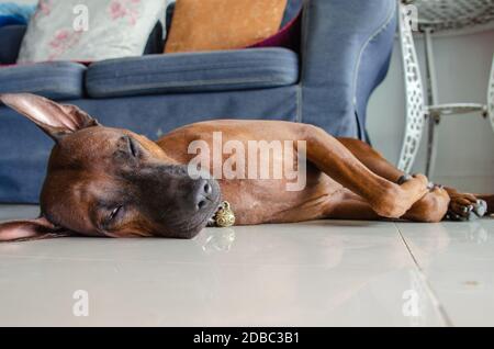 Razza di cane tailandese, sellito sul pavimento in casa. Foto Stock