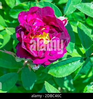 Rosa gallica officinalis conosciuta come la rosa gallica, la rosa francese, la rosa di Provins, la rosa rossa di Lancaster e la rosa di Apothecary Foto Stock