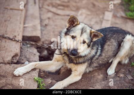 Da sopra cane leale con catena di metallo che giace a terra mentre sorvegliare cortile di campagna Foto Stock