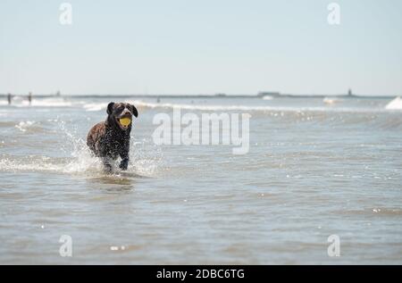 Cioccolato labrador alla spiaggia di Scheveningen, Den Haag, Olanda del Sud, NL Foto Stock