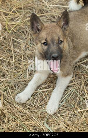 Cucciolo della razza Siberiana Husky è seduto il fieno aprendosi la bocca e attaccando la lingua in estate Foto Stock