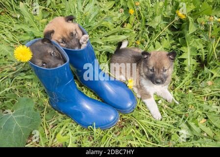 Tre giovani cuccioli di pelle di cane siberiano su erba verde con in estate andelioni e stivali blu Foto Stock