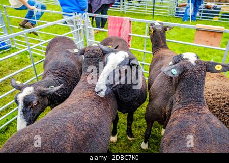 Inghilterra Cartmel 3 agosto 2016 pecore di montagna gallese nere dentro Una penna spettacolo a Cartmel show Foto Stock