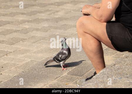 Pigeon uccello in attesa di briciole dal turista seduto su un gradino di pietra Foto Stock