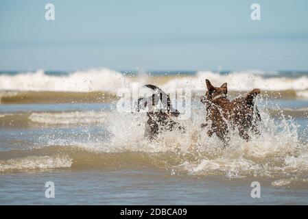 Cani per animali domestici che splashing nel surf oceanico, Scheveningen spiaggia, Olanda, NL Foto Stock