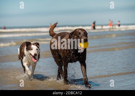 Giovane cioccolato labrador Retriever e anziani di bordo collie cani Foto Stock
