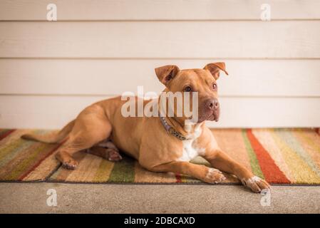 Cucino adottabile del timbull terrier del cane al riparo di salvataggio dell'animale Foto Stock