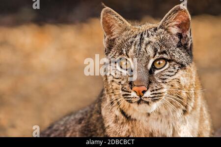 Ritratto closeup di un bob aka Lynx rufus, un gatto selvatico nordamericano Foto Stock
