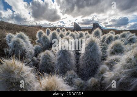 Austriocylindropuntia floccosa che cresce ad alta quota nell'habitat dei puna andini nel Perù meridionale nelle Ande peruviane. Foto Stock