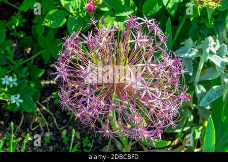 Erba cipollina, nome scientifico allium schoenoprasum nel parco britannico - Londra, Regno Unito Foto Stock