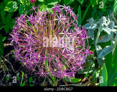 Erba cipollina, nome scientifico allium schoenoprasum nel parco britannico - Londra, Regno Unito Foto Stock