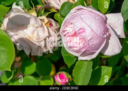 Rose gallica Duchesse de Montebello conosciuta come rosa Prolifera de Redoute nel parco britannico - Londra, Regno Unito Foto Stock