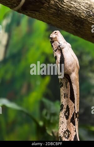 Boa Constrictor, una specie di serpente grande, pesante-corposo. Pericolo animale. Foto Stock