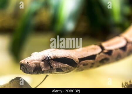 Boa Constrictor, una specie di serpente grande, pesante-corposo. Pericolo animale. Foto Stock