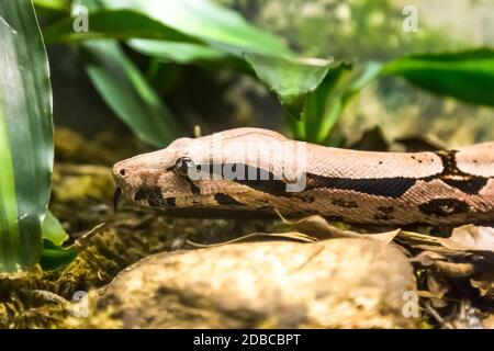 Boa Constrictor, una specie di serpente grande, pesante-corposo. Pericolo animale. Foto Stock