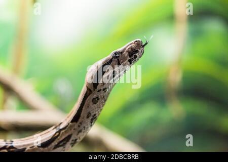 Boa Constrictor, una specie di serpente grande, pesante-corposo. Pericolo animale. Foto Stock