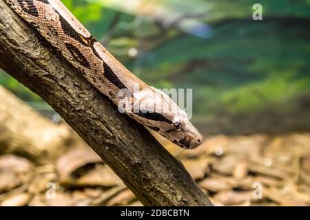 Boa Constrictor, una specie di serpente grande, pesante-corposo. Pericolo animale. Foto Stock