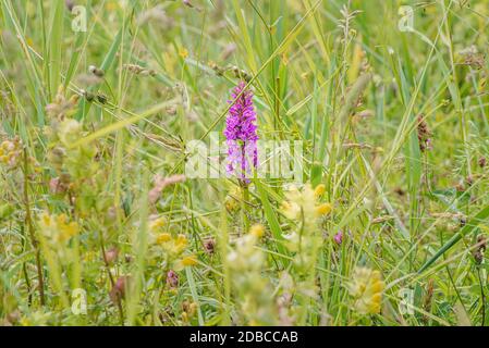 Erba e fiori selvatici in un prato dell'Olanda del Nord, nei Paesi Bassi Foto Stock