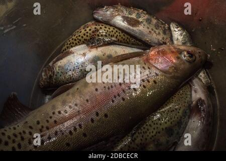 Un secchio di trote arcobaleno (Oncorhynchus mykiss) una specie invasiva nelle Ande peruviane dove queste sono state catturate. Foto Stock