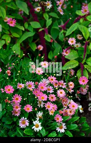 Argyranthemum, marguerite, margherita di marguerite, daisy aneto, Amaranth caudatus, l'amore sta sanguinando, fiori scuri, foglie, infiorescenza viola, pesca, rosa, fiori Foto Stock