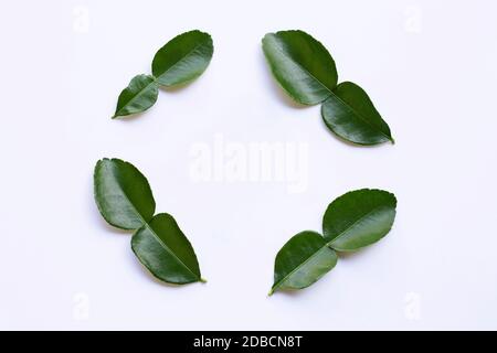 Cornice fatta di bergamotto foglie di combava erbe fresche ingrediente isolato su sfondo bianco. Foto Stock