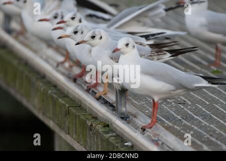 Coda di gabbiani a testa nera Foto Stock