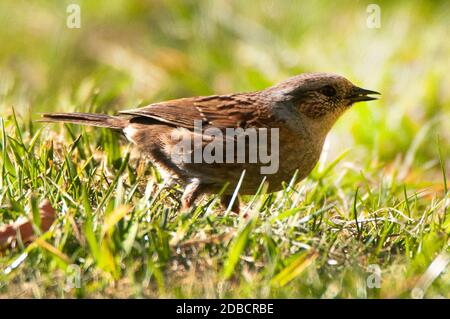 Siepe Sparrow / Dunnock / Prunella modularis Foto Stock