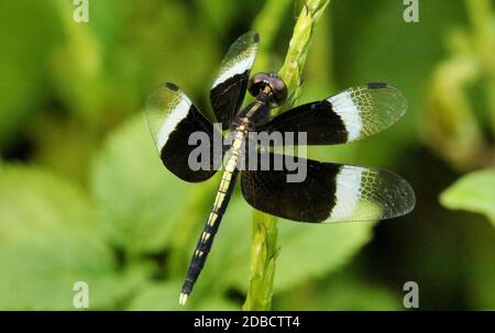 Maschio Pied Paddy Skimmer Dragonfly, Neurothemis tullia, Someshwara Wildlife Sanctuary, Karnataka, India Foto Stock