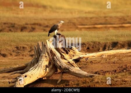 Aquila di pesce con testa grigia con Kill, Ichthyophaga ichthyaetus, Bhadra tiger Reserve, Karnataka India Foto Stock